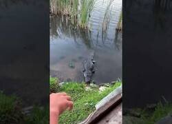 Enlace a Tortuga le quita la comida a un cocodrilo