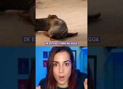 Enlace a El caso del pez que vive fuera del agua