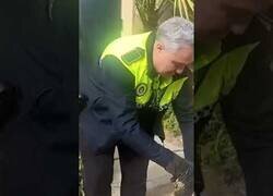 Enlace a Capturan una serpiente boa de más de 2 metros en un campo de golf de Málaga