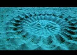 Enlace a Lo que hace este pez globo japonés para llamar la atención de las hembras