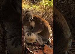 Enlace a Koala llora la muerte de su amigo
