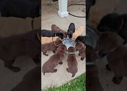 Enlace a Cachorros de labrador aprenden a beber agua