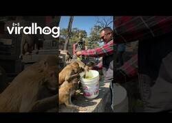 Enlace a Hombre da de comer uvas a monos