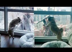 Enlace a Este perrete quiere jugar con el limpiador de cornisas