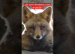 Enlace a ¿Se puede domesticar a un zorro?