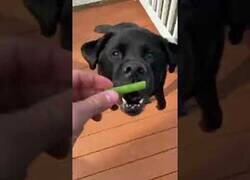 Enlace a Kasey, el perro que adora las judías verdes