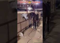 Enlace a El caballo problemático