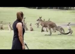Enlace a Cuando decenas de canguros interrumpen tu partida de golf
