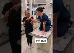 Enlace a Veterinarios imitan a diferentes perros cuando les cortan las uñas