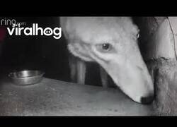 Enlace a Coyote roba una cámara