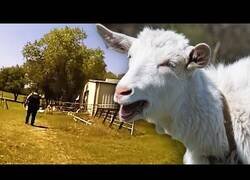 Enlace a Llaman a la policía por unos gritos y resultó ser una cabra