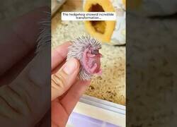 Enlace a Esta chica adoptó un erizo recién nacido