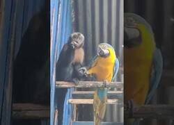 Enlace a Mono comparte comida con un loro