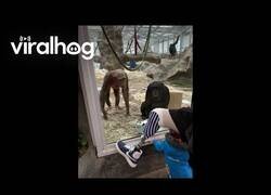 Enlace a Chimpancés reaccionan a una pierna protésica