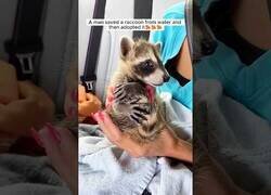 Enlace a Salva a un mapache atrapado en un río y lo acaba adoptando como mascota