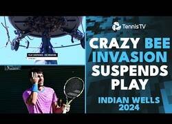 Enlace a Ataque de abejas en el partido entre Alcaraz y Zverev