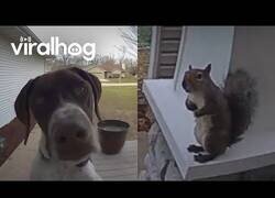 Enlace a Animales asomándose a la mirilla