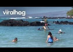 Enlace a Este perrete disfruta del paddlesurf junto a su dueño