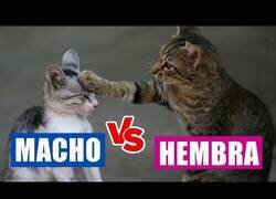 Enlace a Las diferencias entre gatos y gatas