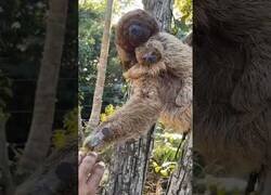 Enlace a Un oso perezoso agradecido