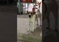 Enlace a El perro Pacman