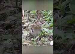 Enlace a Curioso baile de apareamiento del pájaro cuco rayado