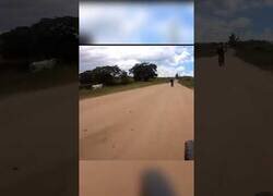 Enlace a La vaca que nunca debió perseguir a ese ciclista