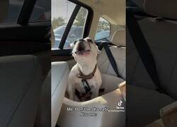 Enlace a Este perro no puede ser más dramático