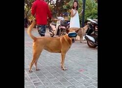 Enlace a Perros usando las Apple Vision Pro