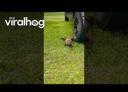 Enlace a Oso perezoso bebé pisa hierba por primera vez