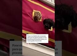 Enlace a Estos perros no se van a perder la procesión de Semana Santa