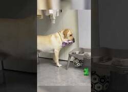 Enlace a Este perro se seca el hocico después de beber agua