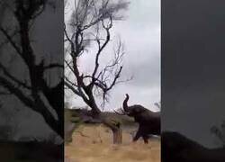 Enlace a Por si no eras consciente de la verdadera fuerza de un elefante