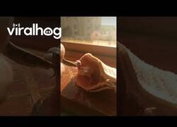 Enlace a Dando de comer a un pajarito recién nacido