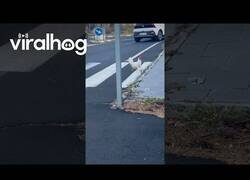 Enlace a Pollo cruza la calle por el paso de cebra
