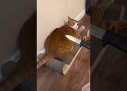 Enlace a Gato vs cuchillo de broma