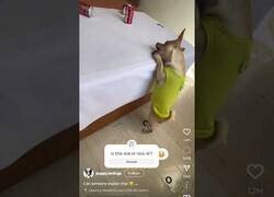 Enlace a El perro lanzador de gomas ahora se atreve con latas