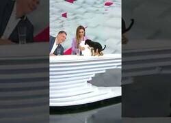 Enlace a Pequeño cachorro hace popó en pleno directo en televisión
