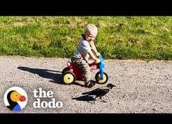 Enlace a El mejor amigo de este niño es un cuervo