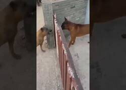 Enlace a Perro ladrador, poco mordedor