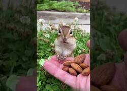 Enlace a Pequeña ardilla prueba una almendra por primera vez