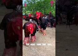 Enlace a ¿Alguna vez habías visto las patas de un pollo dragón?
