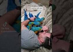 Enlace a Hora de dormir junto a 6 loros