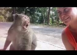 Enlace a Los mejores 'fails' protagonizados animales