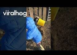 Enlace a La cabeza de esta cabra queda atascada en un cubo