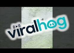 Enlace a Mamá pato trolea a sus crías escondiéndose