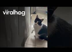 Enlace a Gato aprende a usar el dispensador de agua