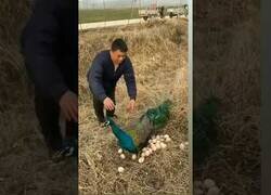 Enlace a Nunca te metas con los pavos reales