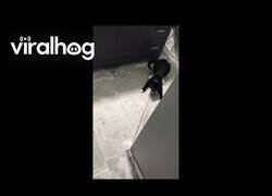 Enlace a Misifú no quiere que Firulais se escape