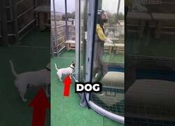 Enlace a Tan sólo un perrete volador pasándolo bien